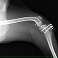 膝蓋骨脱臼の手術（滑車造溝および脛骨粗面転移術）